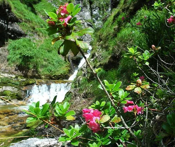 Accommodatie bij particulieren Burnout Wildalps Wildalpen